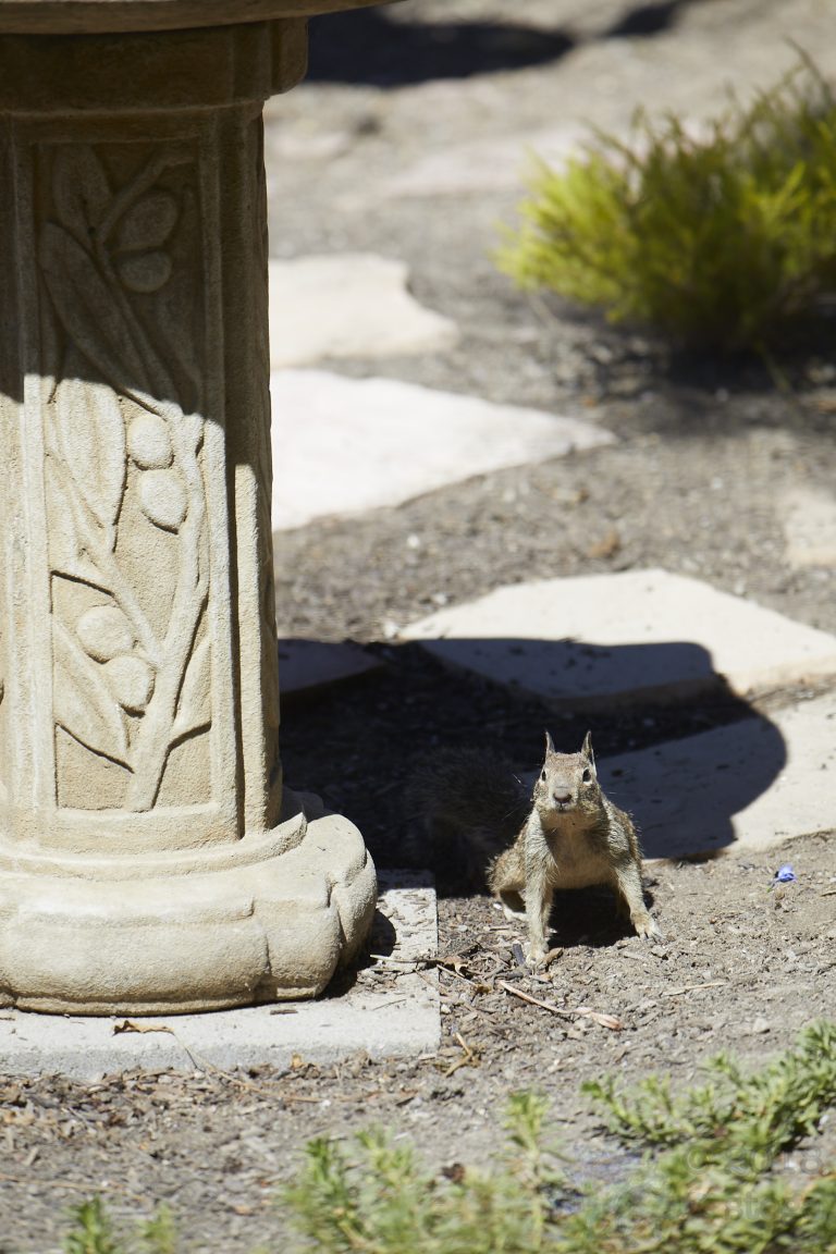Ground Squirrel pt 1/6