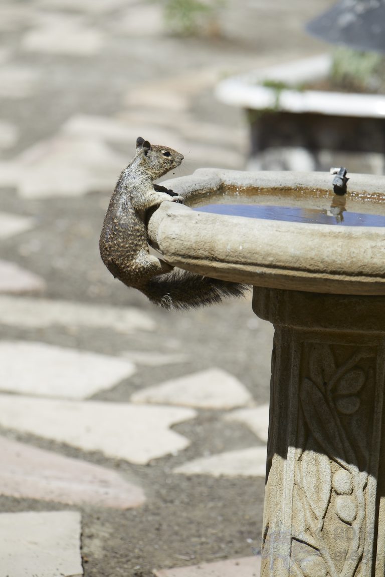 Ground Squirrel pt 5/6