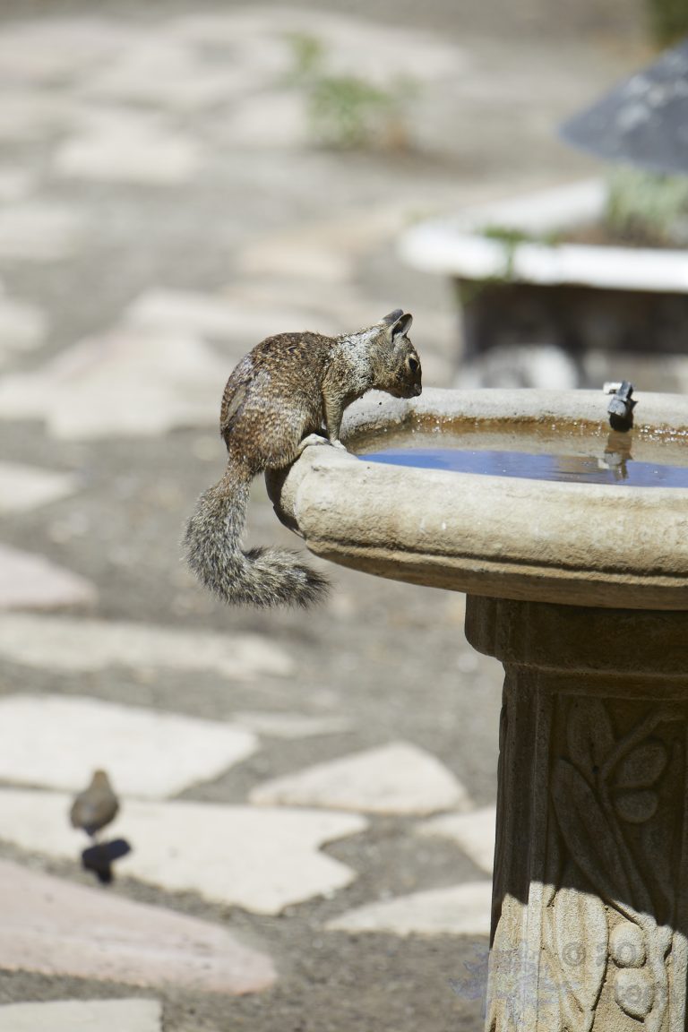 Ground Squirrel pt 6/6