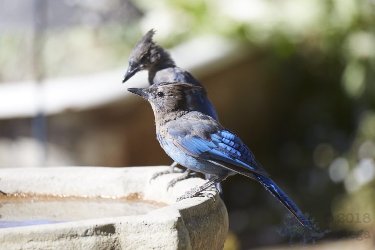 Steller’s Jays