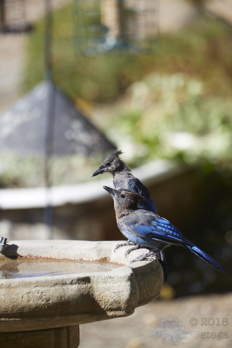 Juvenile Steller’s Jays