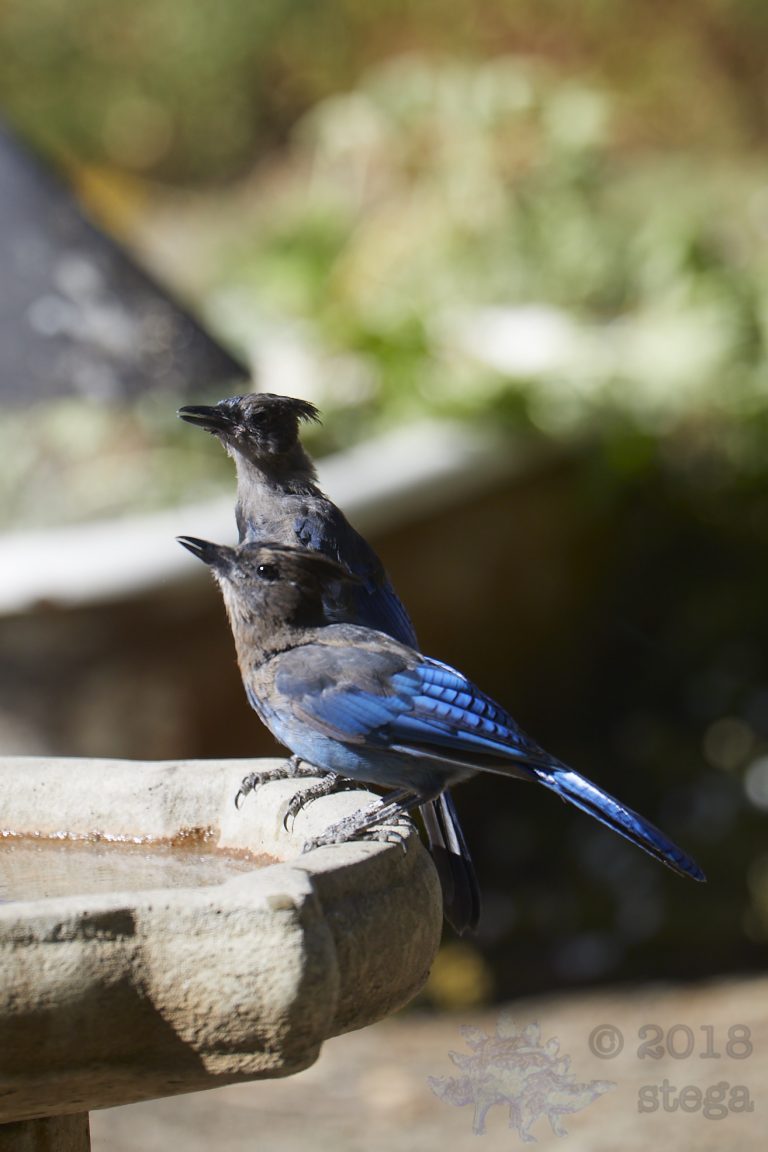 Steller’s Jays