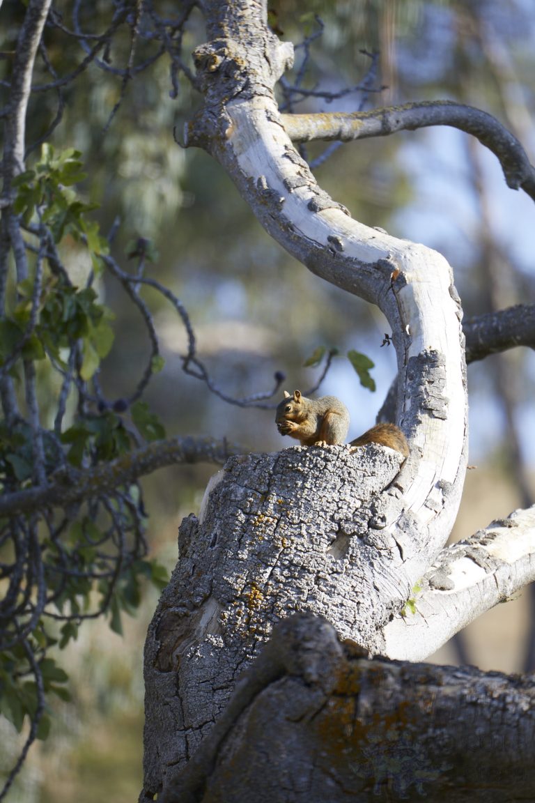 Fox Squirrel