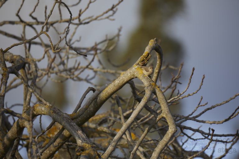 Oak Titmouse (can you spot it?)