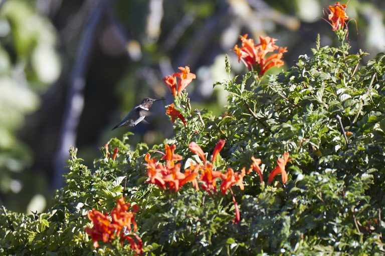 Anna’s Hummingbird