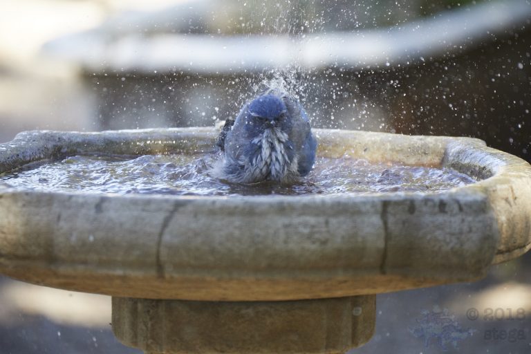 California Scrub Jay