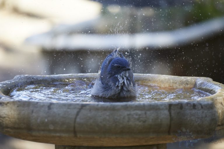 California Scrub Jay