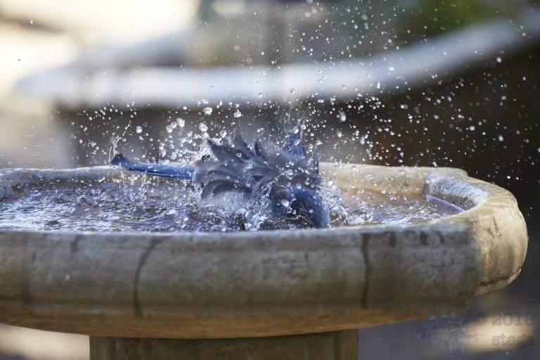 Bathing California Scrub Jay