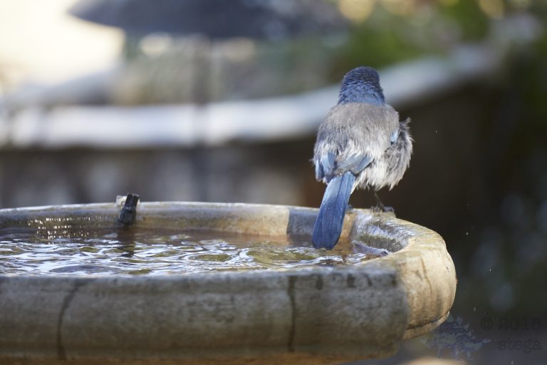 California Scrub Jay