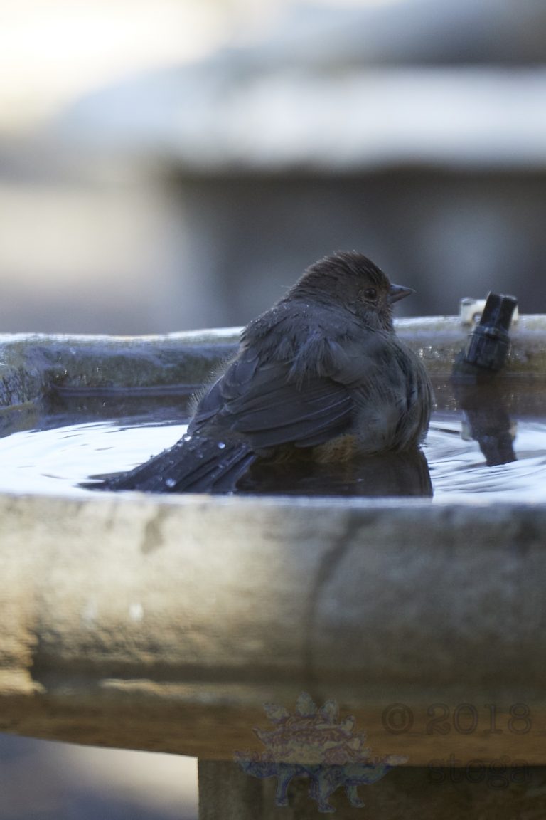 Bathing California Towhee