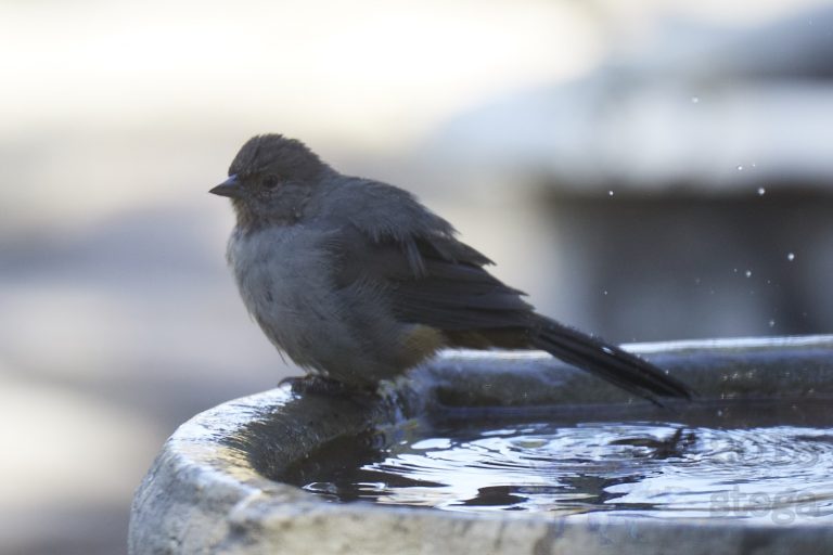 California Towhee