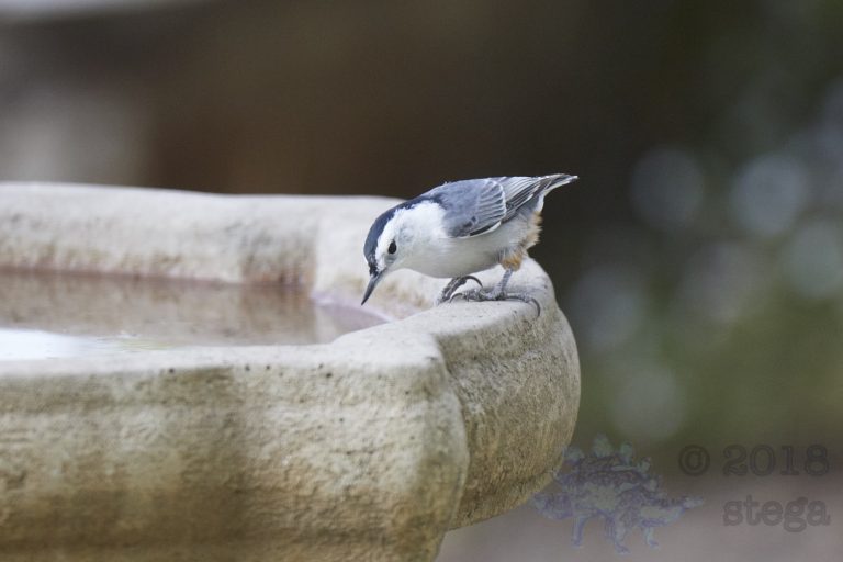 White Breasted Nuthatch