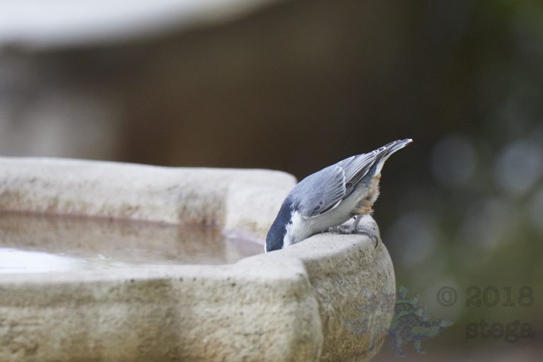White Breasted Nuthatch