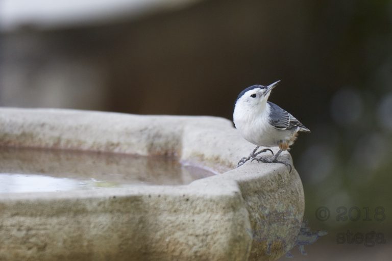 White Breasted Nuthatch