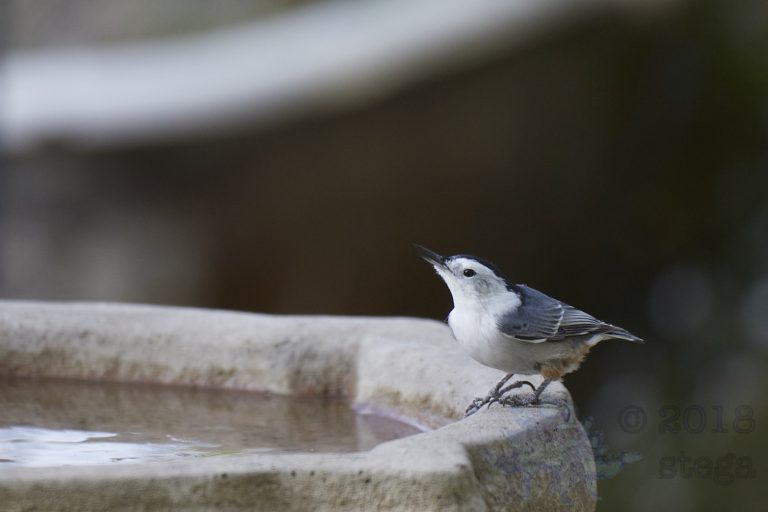 White Breasted Nuthatch