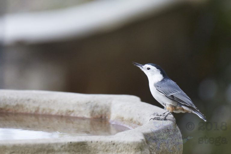 White Breasted Nuthatch