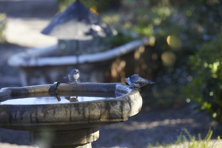 Tiny bird showdown:  Oak Titmouse vs White Breasted Nuthatch