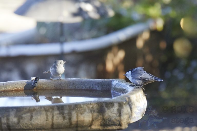Oak Titmouse and White Breasted Nuthatch