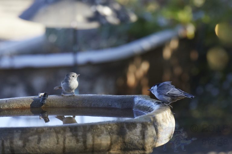 Oak Titmouse and White Breasted Nuthatch meet at the bath
