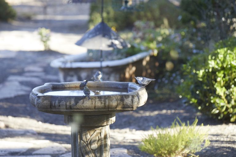 A Nuthatch, a Goldfinch and a Titmouse fly up to a bird bath.
