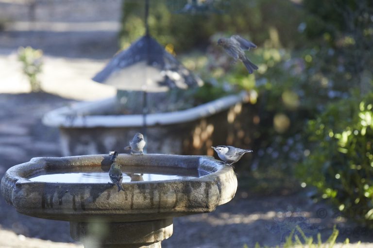 A Titmouse, a Nuthatch and a Goldfinch