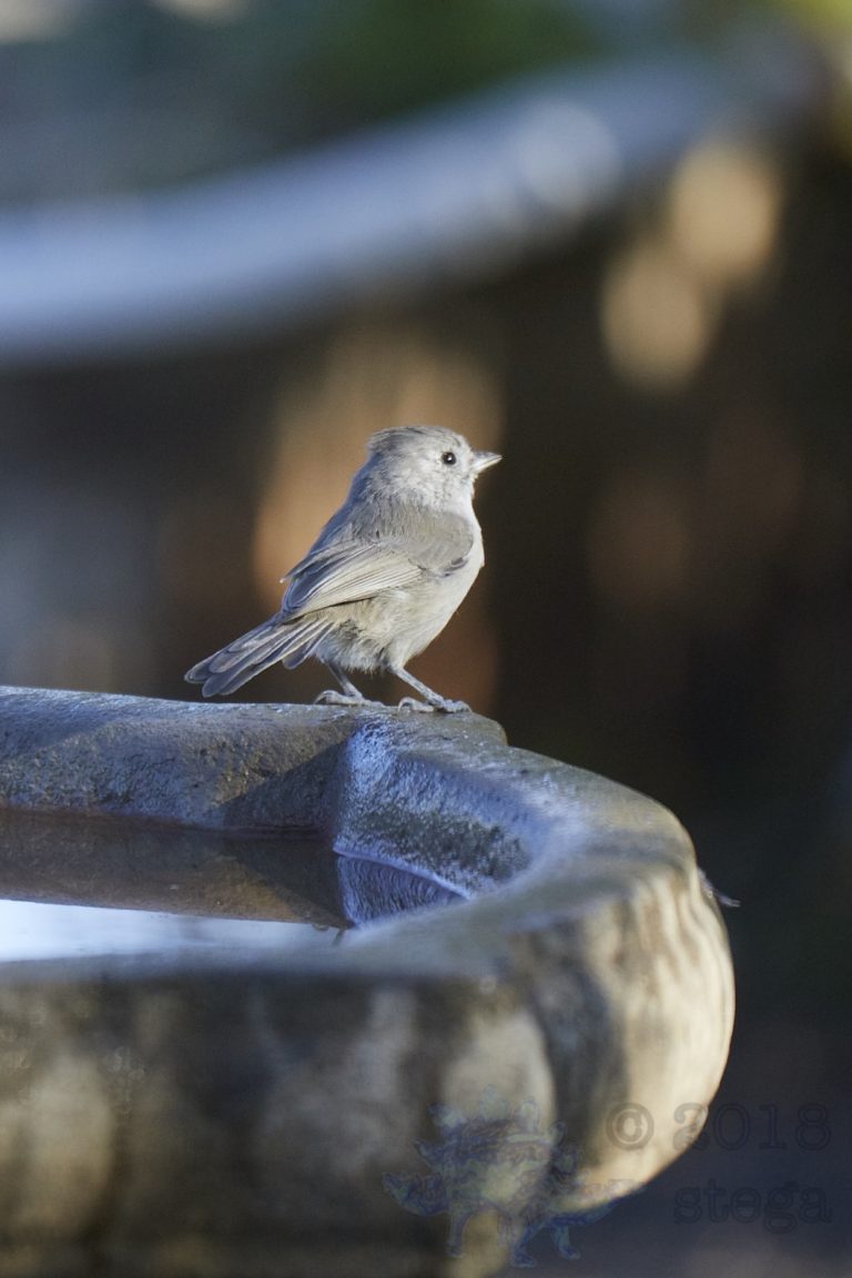 Oak Titmouse