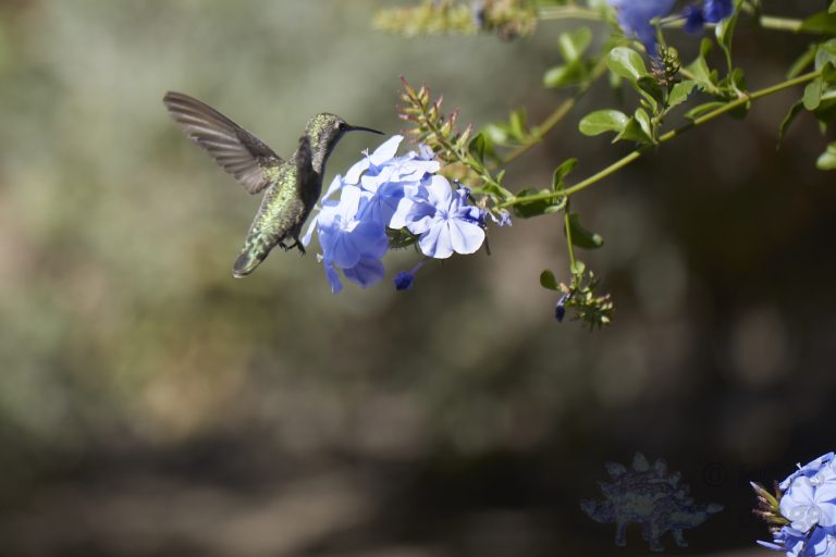 Anna’s Hummingbird