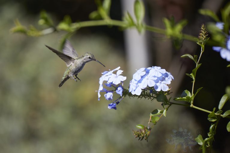 Anna’s Hummingbird