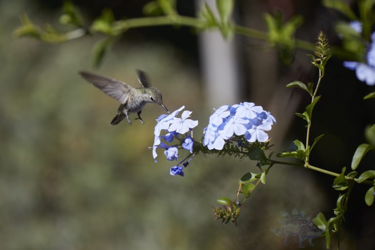 Anna’s Hummingbird