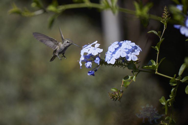 Anna’s Hummingbird
