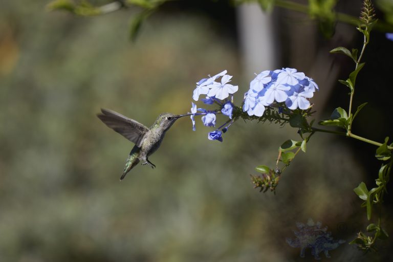 Anna’s Hummingbird