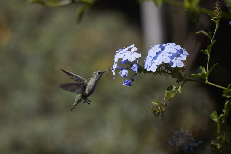 Anna’s Hummingbird