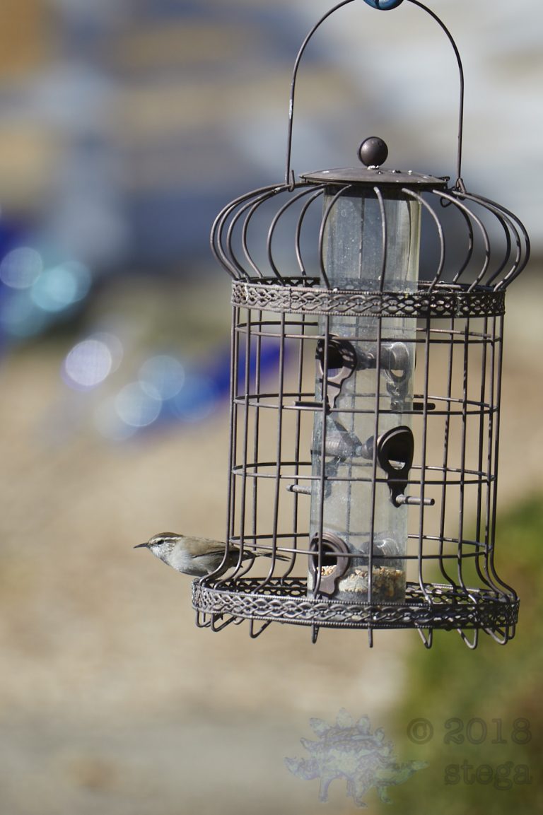 Bewick’s Wren