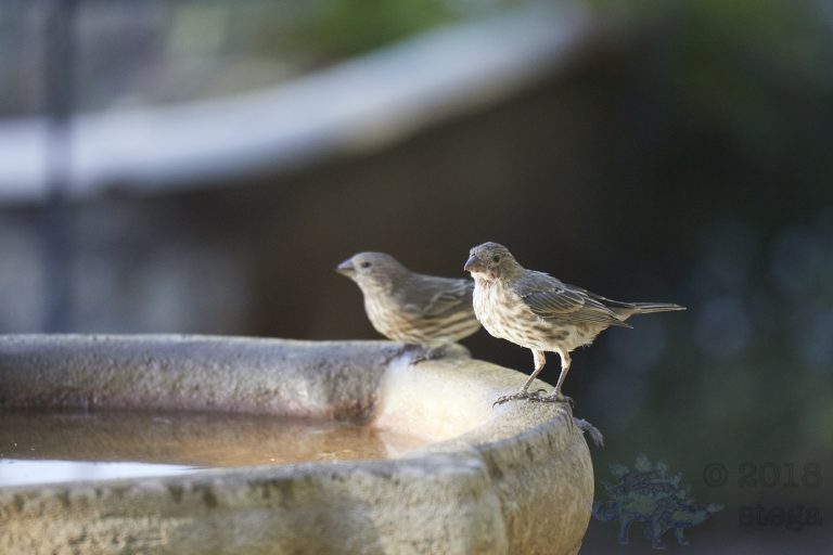 Finches