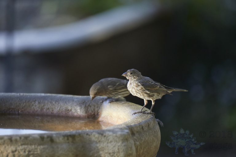 House Finch?