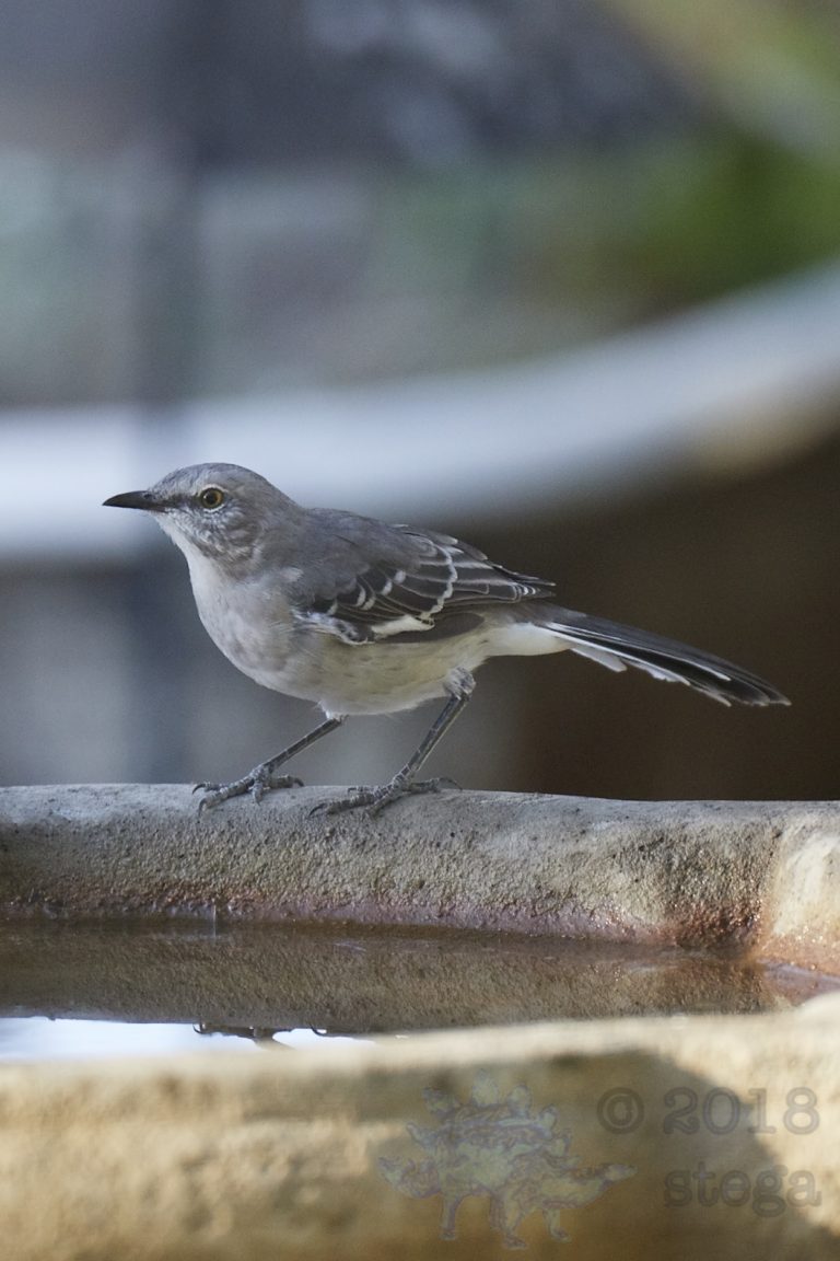 Northern Mockingbird