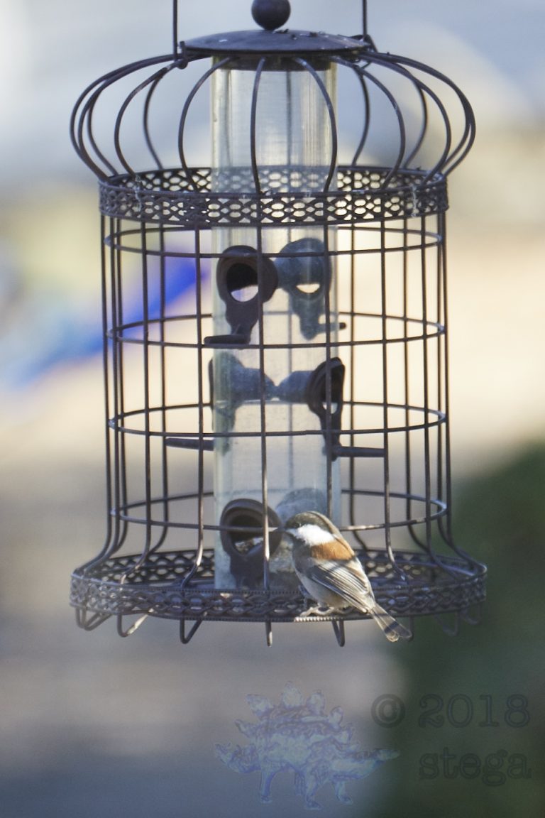 Chestnut-backed Chickadee