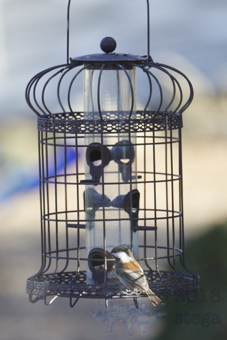Chestnut-backed Chickadee