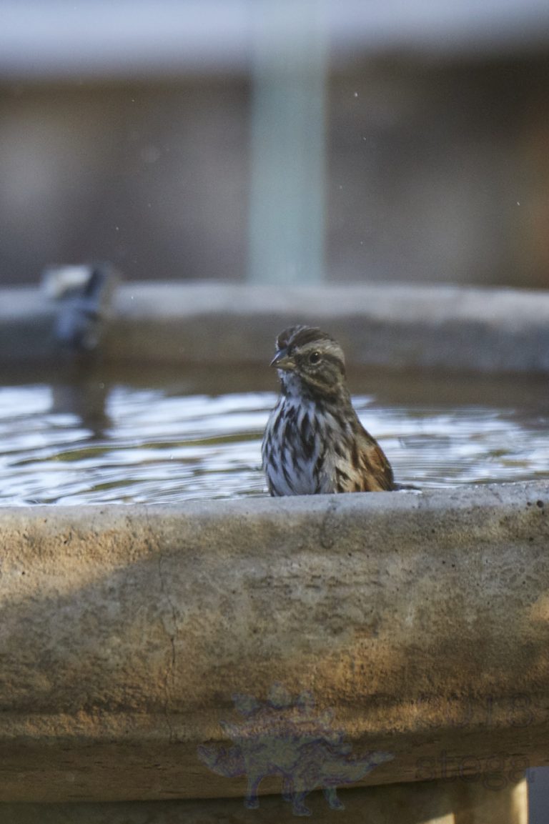 Black-headed Grosbeak
