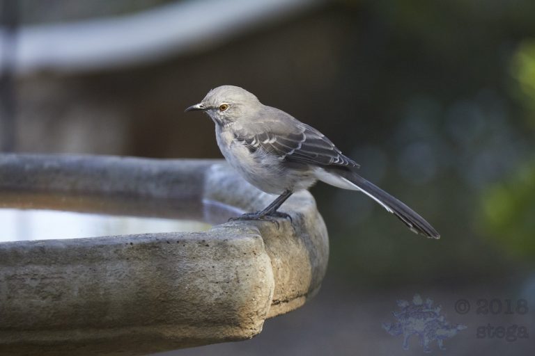 Northern Mockingbird