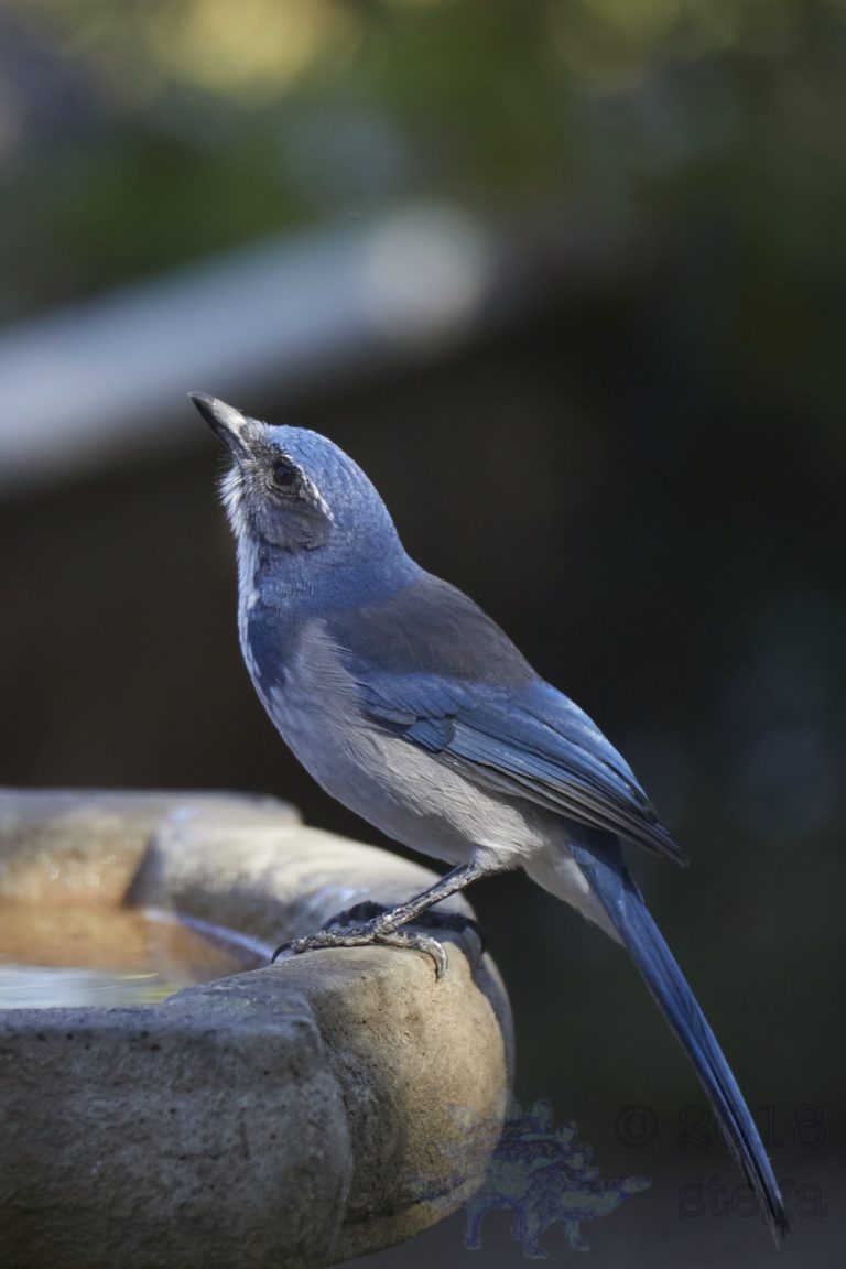California Scrub Jay