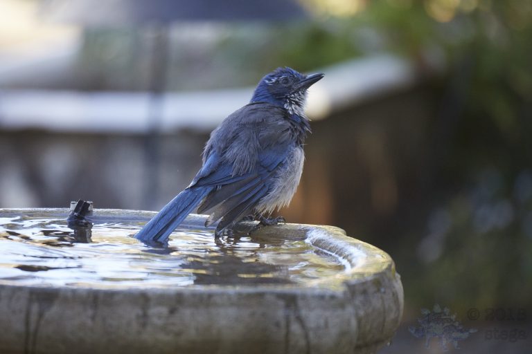 California Scrub Jay