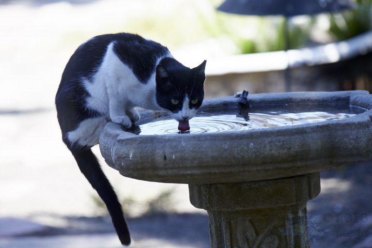 Feral