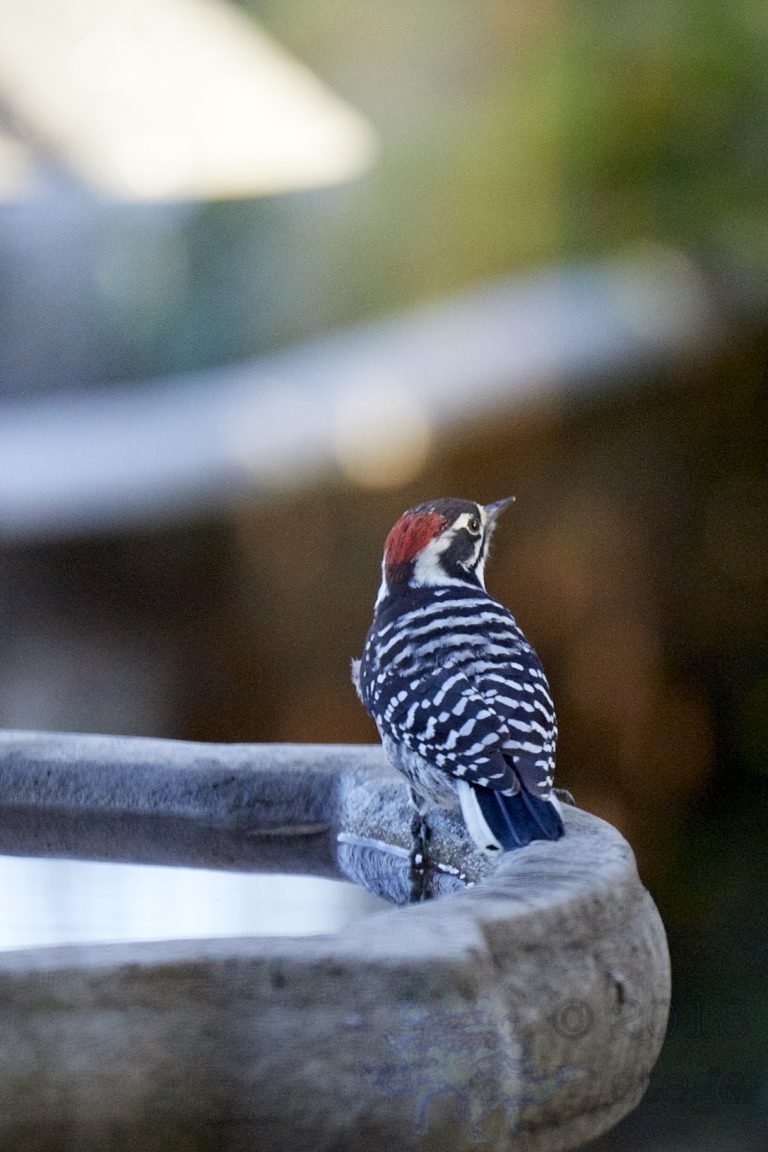 Nuttall’s Woodpecker