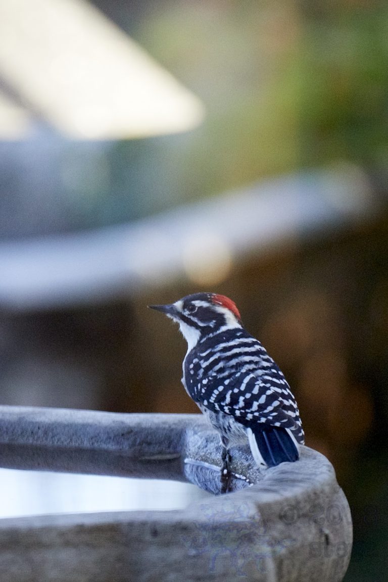 Nuttall’s Woodpecker