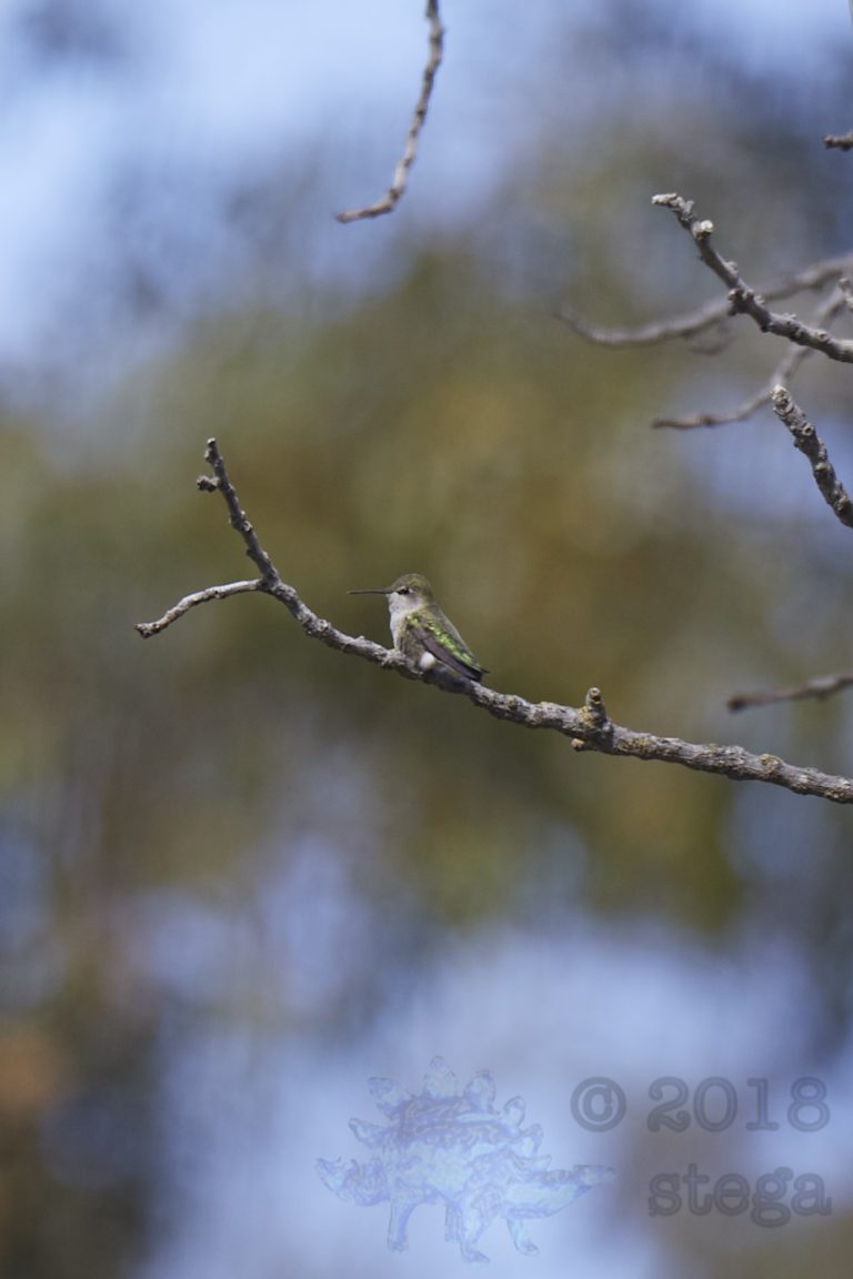 Allen’s Hummingbird