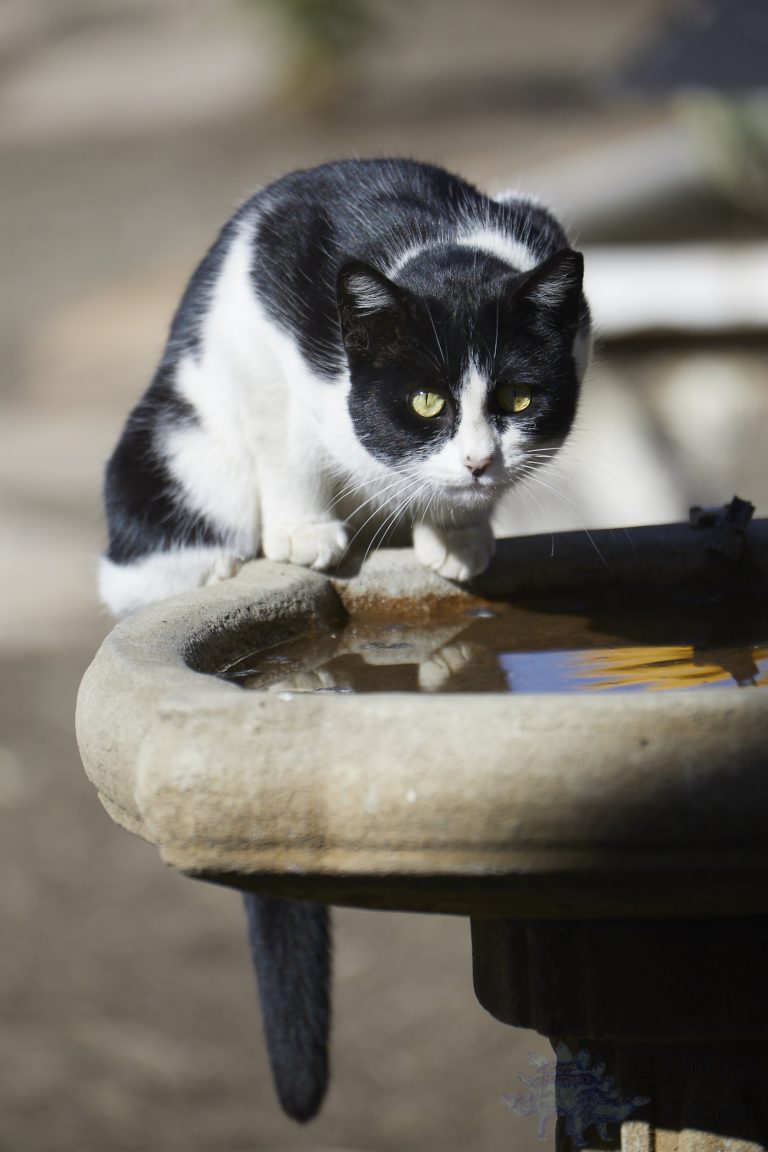 Feral Cat