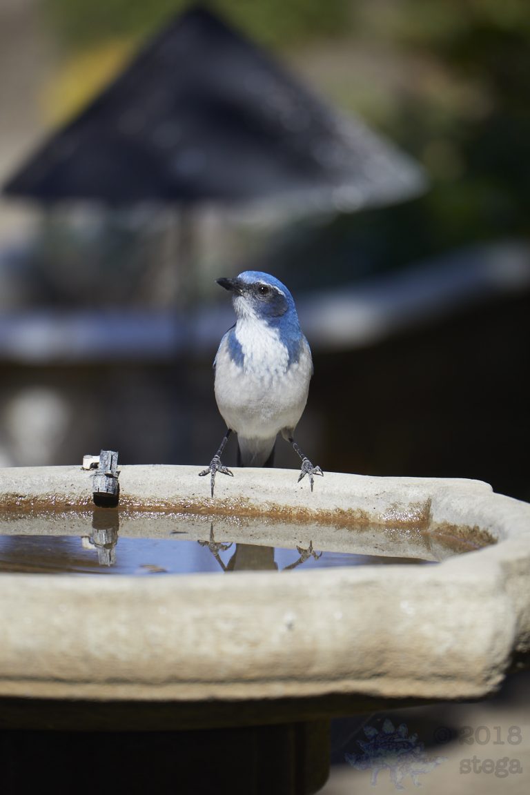 California Scrub Jay