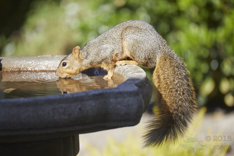 Fox Squirrel
