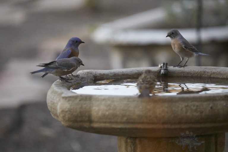 Western Bluebirds